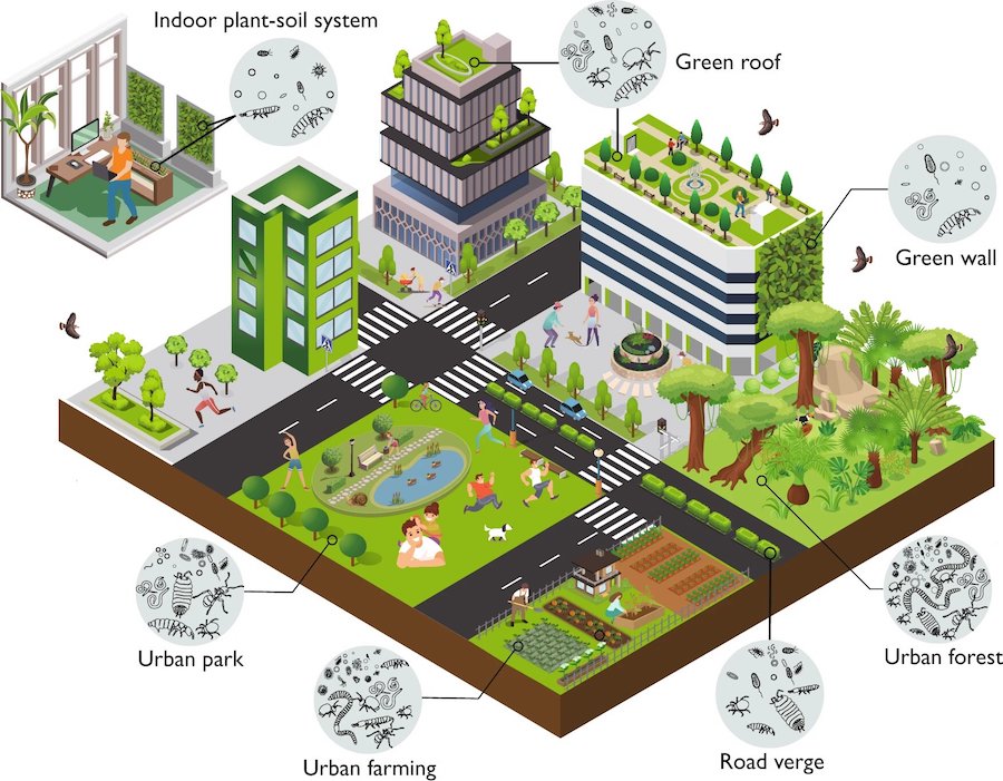 Soil is a primary reservoir of biodiversity in urban ecosystems. Human-caused disturbance and loss of natural habitats greatly affect urban soil biodiversity. However, there are multiple mitigation options to provide soil habitat to increase soil biodiversity in indoor and outdoor spaces. - npj Urban Sustainability (2023). DOI: 10.1038/s42949-023-00086-0